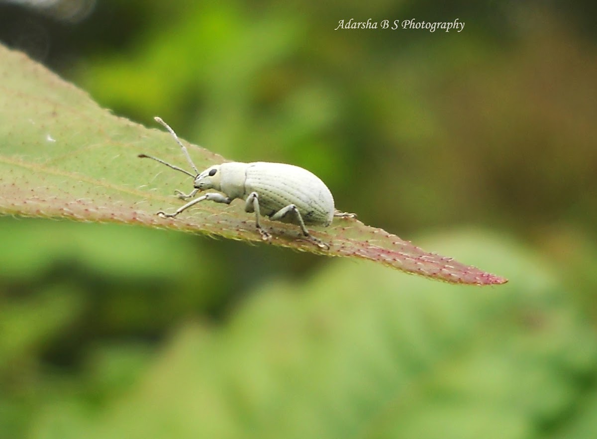 Asian Gray weevil