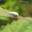 Asian Gray weevil