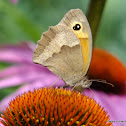 Meadow Brown