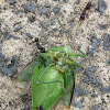 Green Stink Bug (captured by Green-headed Ants)