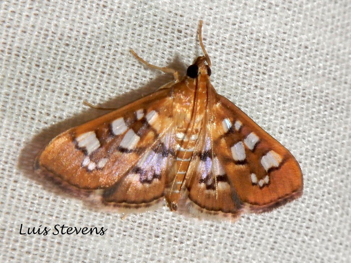 Baccatalis moth