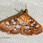 Baccatalis moth