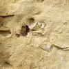 fossil molluscs