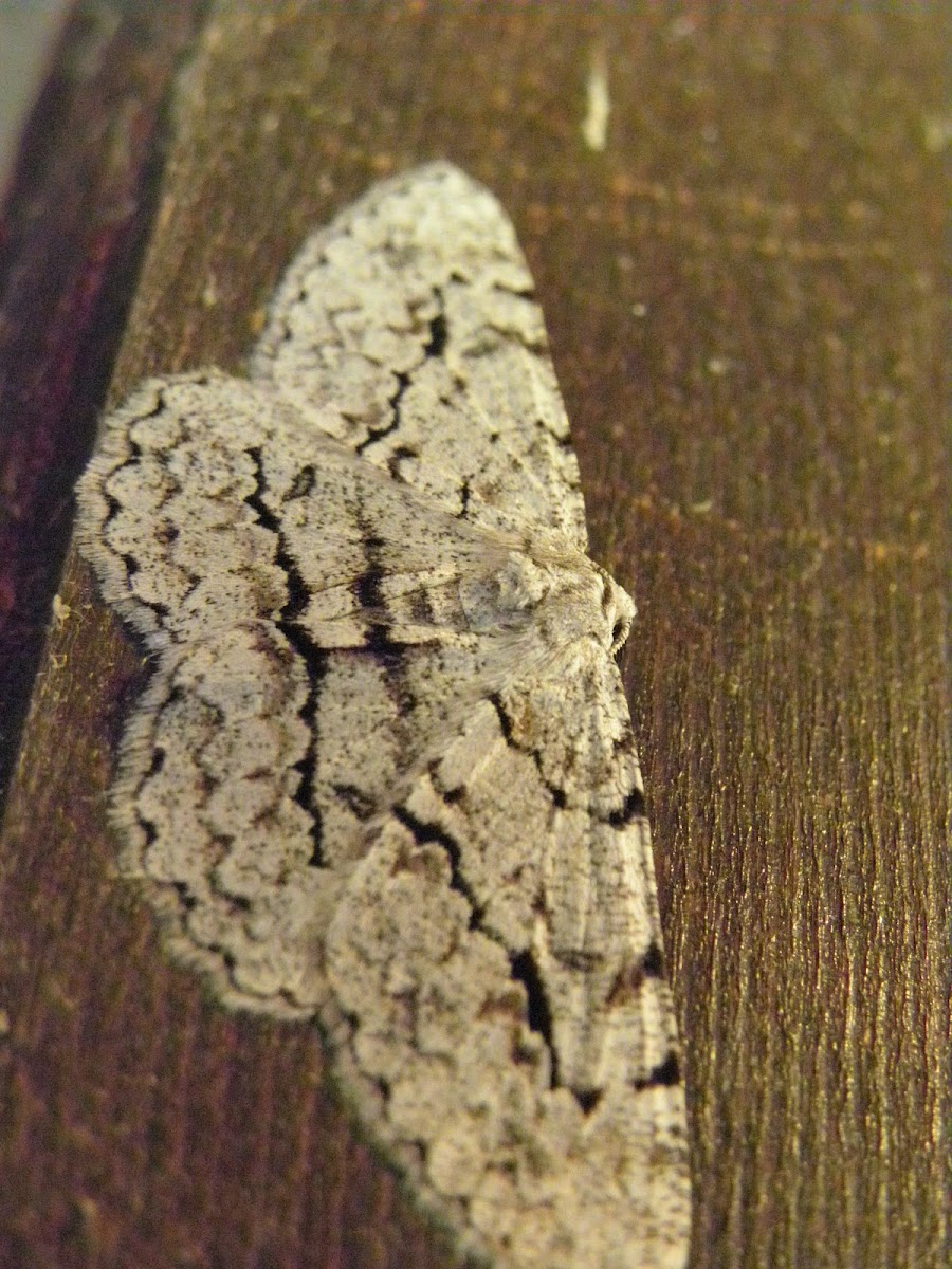 mostly white moth