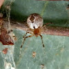 Diamond Comb-footed Spider with hatchlings