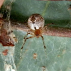 Diamond Comb-footed Spider with hatchlings
