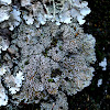 Crescent Frost Lichen