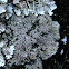 Crescent Frost Lichen
