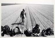Akkerbouwbedrijf  bij Lelystad