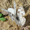 Checkered white butterfly