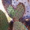 Giant Prickly Pear Cactus