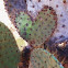 Giant Prickly Pear Cactus