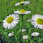 Prairie, or Daisy, Fleabane