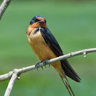 Barn Swallow (male)