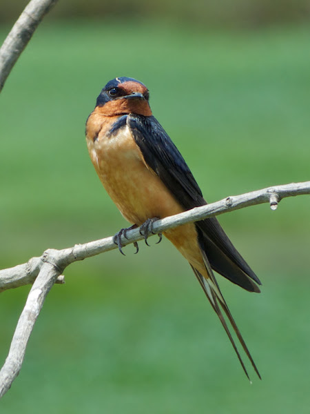 Barn Swallow (male) | Project Noah