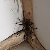 Hobo Spider (male)
