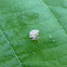 Lacewing larvae with camouflage debris