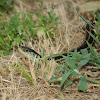 Common gartersnake