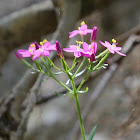 Centaurea minore