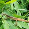 Asian Grass Lizard / Long Tailed Grass Lizard