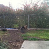 wild turkeys in my yard