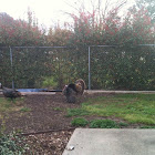 wild turkeys in my yard