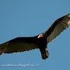 Jote cabeza colorada (Turkey vulture)