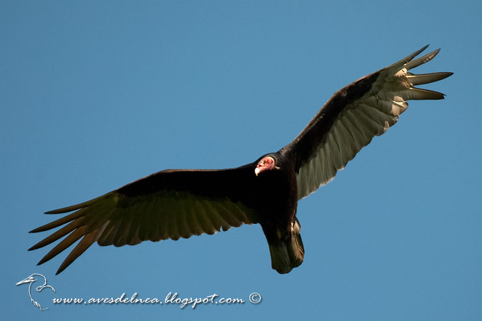 Jote cabeza colorada (Turkey vulture)