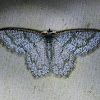 Geometrid Moth possibly Mottled Opal