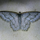 Geometrid Moth possibly Mottled Opal