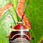 Cockroach ( Nymph )