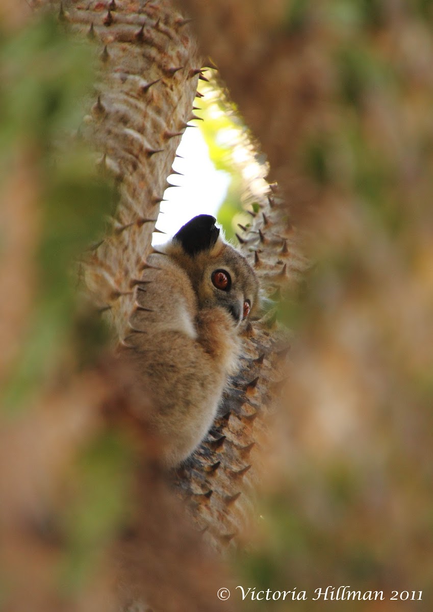 White footed sportive lemur