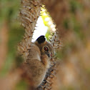 White footed sportive lemur