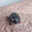 Rhinoceros beetle (male)
