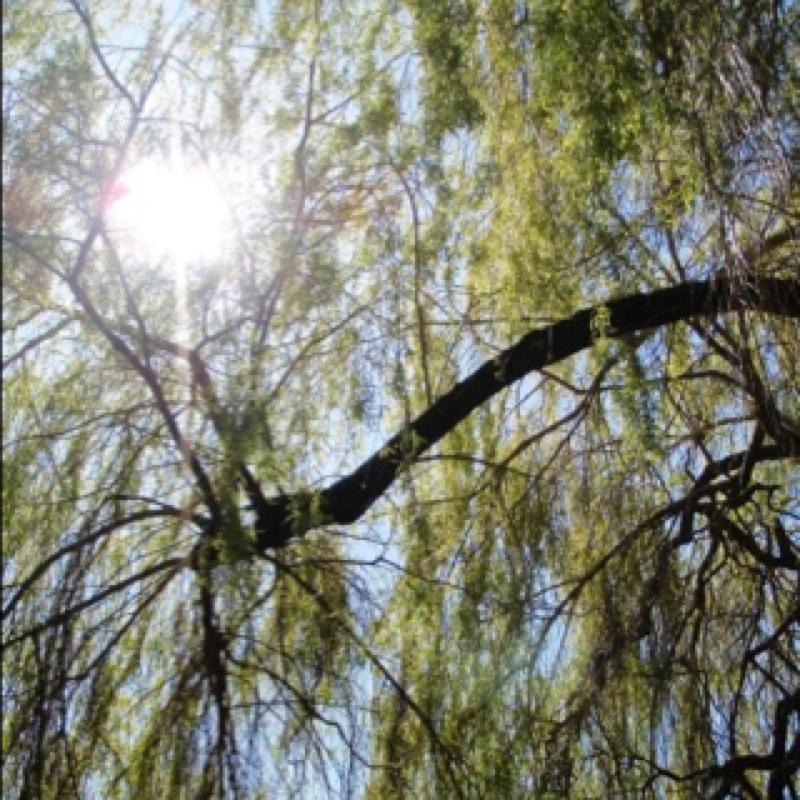 Willow tree
