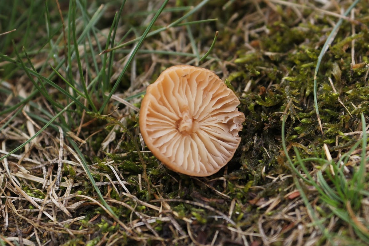 Fairy-Ring Mushroom