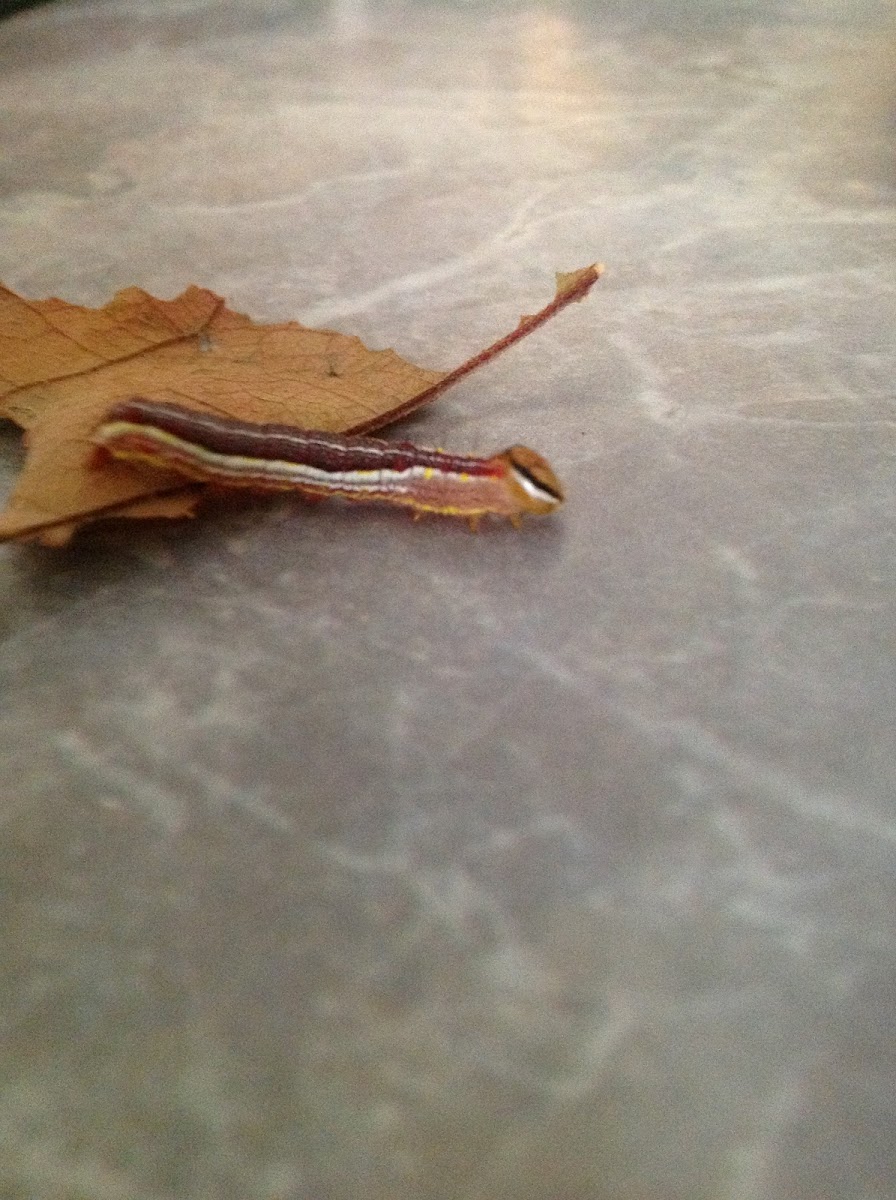 Variable Oak Leaf Caterpillar