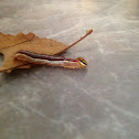 Variable Oak Leaf Caterpillar