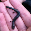 Red back salamander