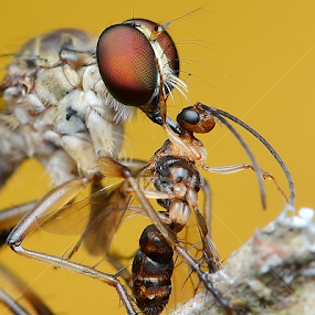 Robber Fly With Prey by Niney Azman - Animals Insects & Spiders