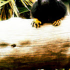 Red-handed tamarin