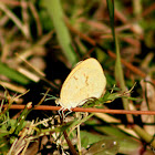 Barred Yellow Sulphur Butterfly