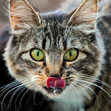 It Was Good by Lynne McClure -  