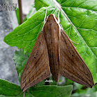 Hawk Moth