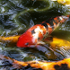 Koi Animated Water Waves