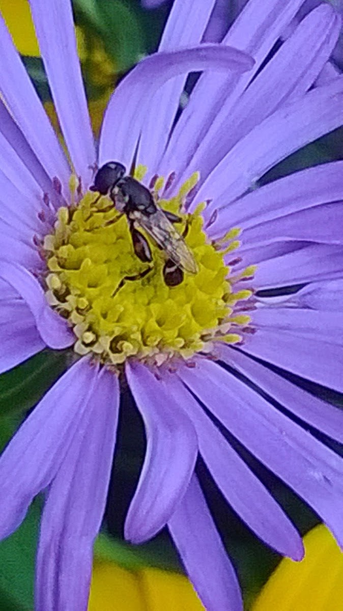 Syrphid fly