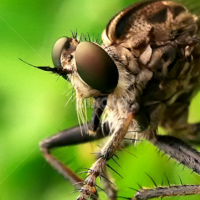 by Dianz Milano - Animals Insects & Spiders