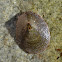 Unknown Limpet