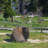 American Bison