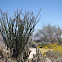 Ocotillo